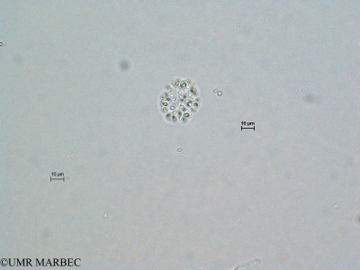 phyto/Scattered_Islands/europa/COMMA April 2011/Botryococcus sp (1)(copy)_thumb.jpg